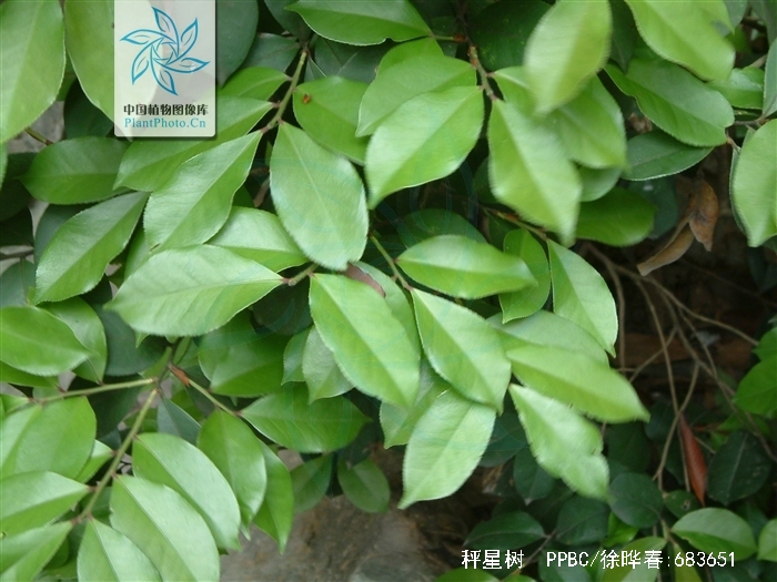 ilex asprella (hook.