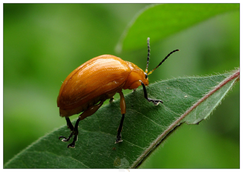 桑树桑黄迷萤叶甲