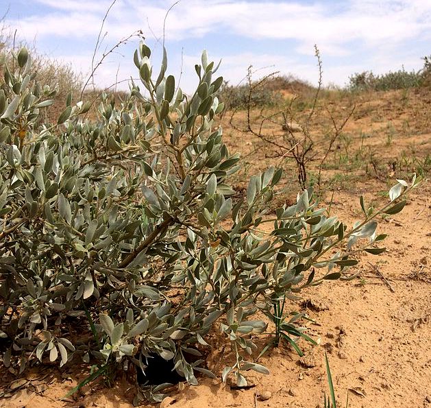  p>小沙冬青(学名: i>ammopiptanthus nanus /i> (m. pop.) cheng f.