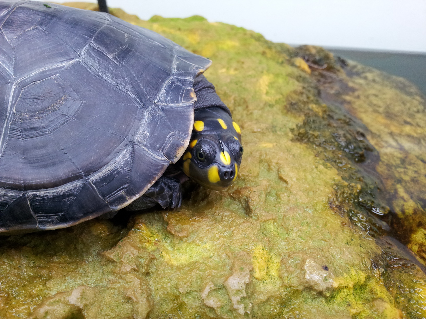  p>黄头侧颈龟(学名: i>podocnemis unifilis /i>)是侧颈龟科,南美侧