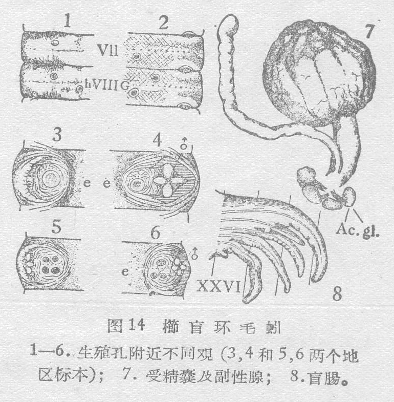 栉盲环毛蚓