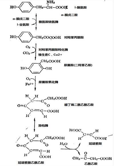  p>酪氨酸(tyrosine;tyr)的化学名称为2-氨基-3-对羟苯基丙酸,它是一