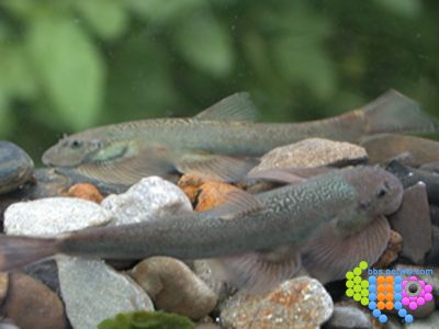  p>怒江间吸鳅, i>hemimyzon nujiangensis /i> (w. zhang et c. y.