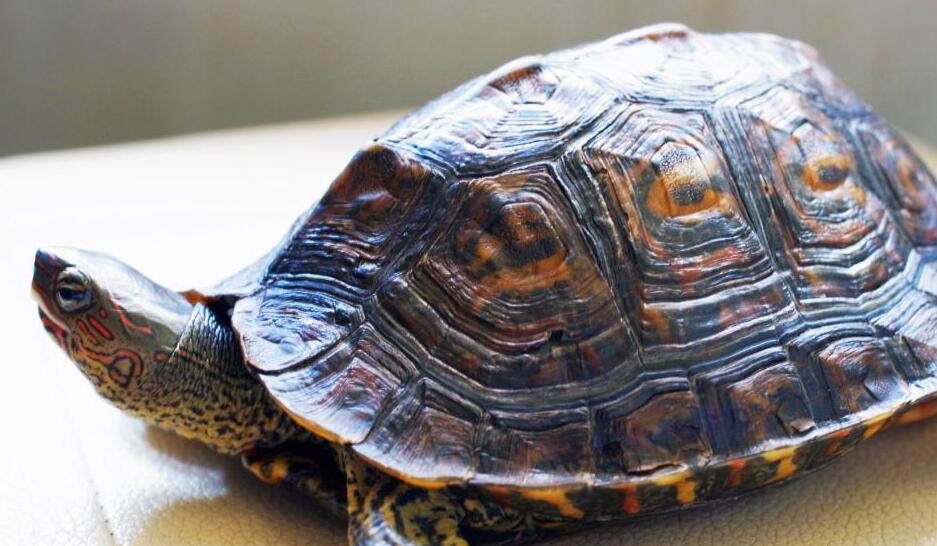  p>木纹龟(学名: i>rhinoclemmys pulcherrima /i