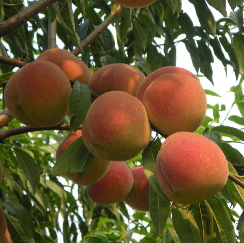 amygdalus persica var. aganopersica