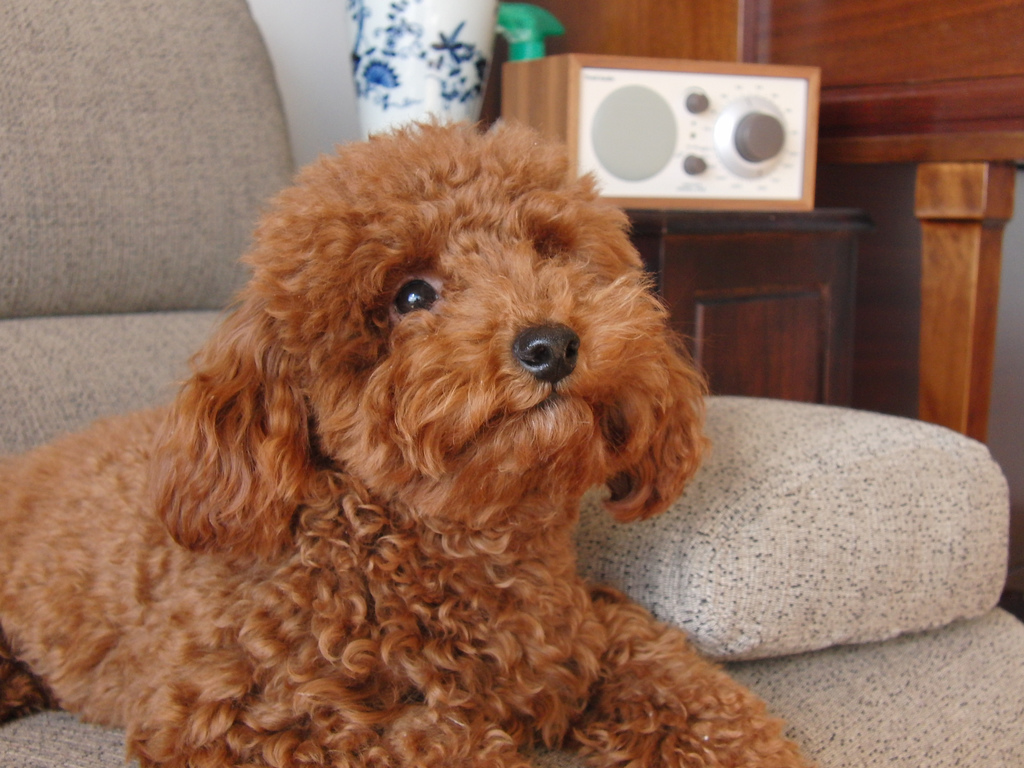  p>玩具贵宾犬是一种敏捷,聪明而,优雅的宠物犬,长方形体型,比例匀称