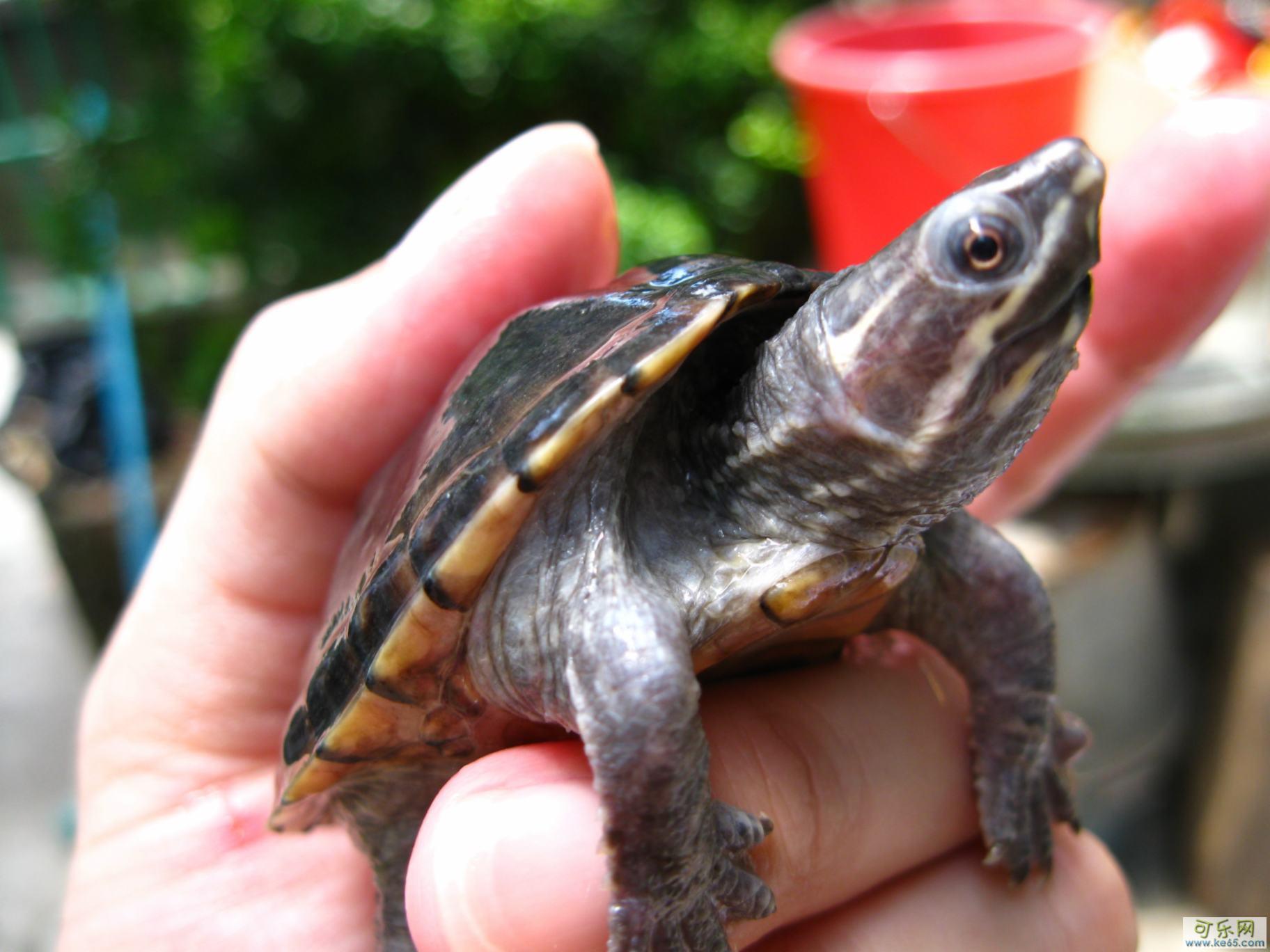  p>平背麝香龟原产于美国亚拉巴马州的black warrior river(黑战士河)