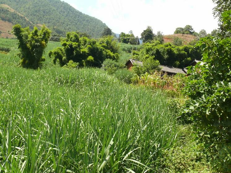  p>后山上自然村,隶属于云南省大理白族自治州 a target="_blank"