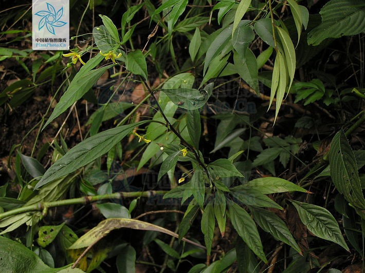  p>长柄过路黄(lysimachia esquirolii bonati),茎直立或膝曲直立,高
