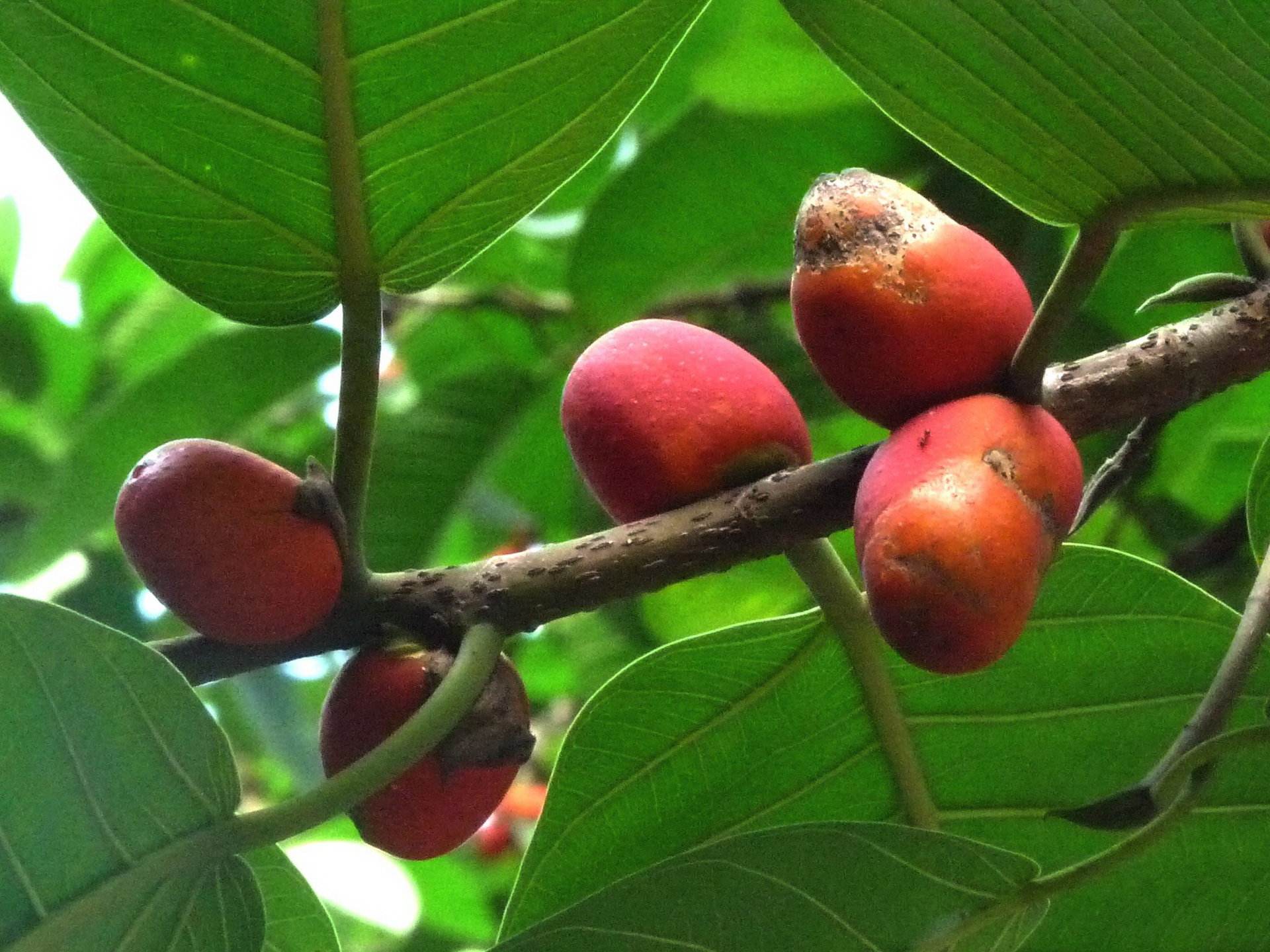  p>枕果榕(学名: i>ficus drupacea /i> thunb.