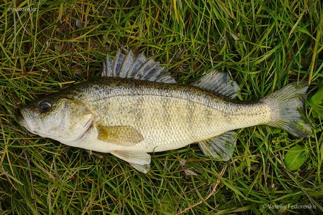 肉食性淡水鱼和半咸水鱼,是巴尔喀什湖和阿拉科尔湖流域特有的鲈鱼