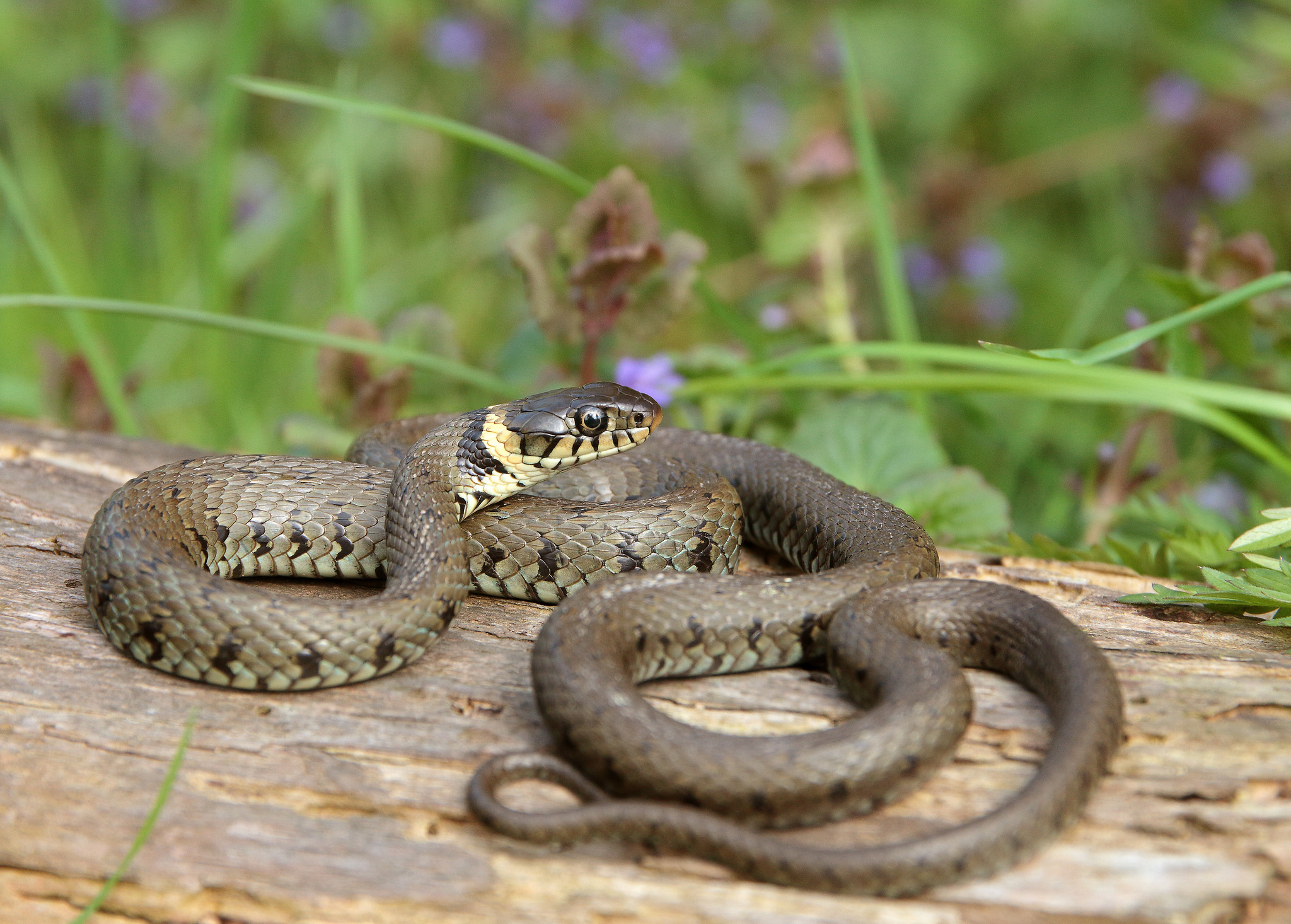p>水游蛇( i>natrix natrix /i> linnaeus)是游蛇科,水游蛇属的无毒蛇