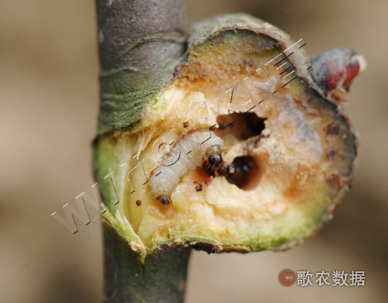  p> a href="#">梨瘿华蛾 /a>, i>sinitinea pyrigalla /i>,为鳞翅目