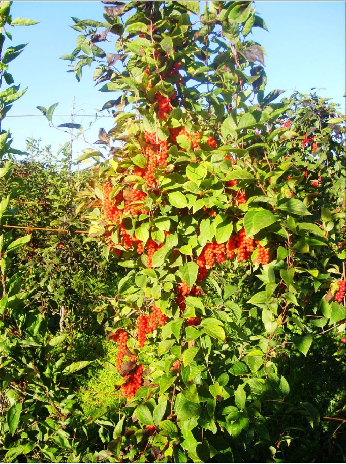  p>五味子为木兰科植物五味子schisandra chinensis (turcz.)baill.