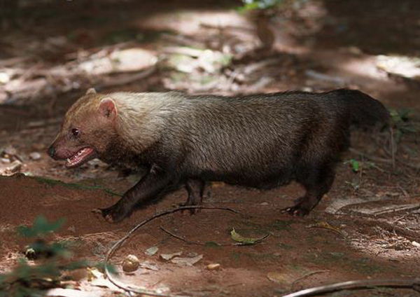  p>薮犬(学名: i>speothos venaticus /i>):体长57-75厘米,肩高20-30