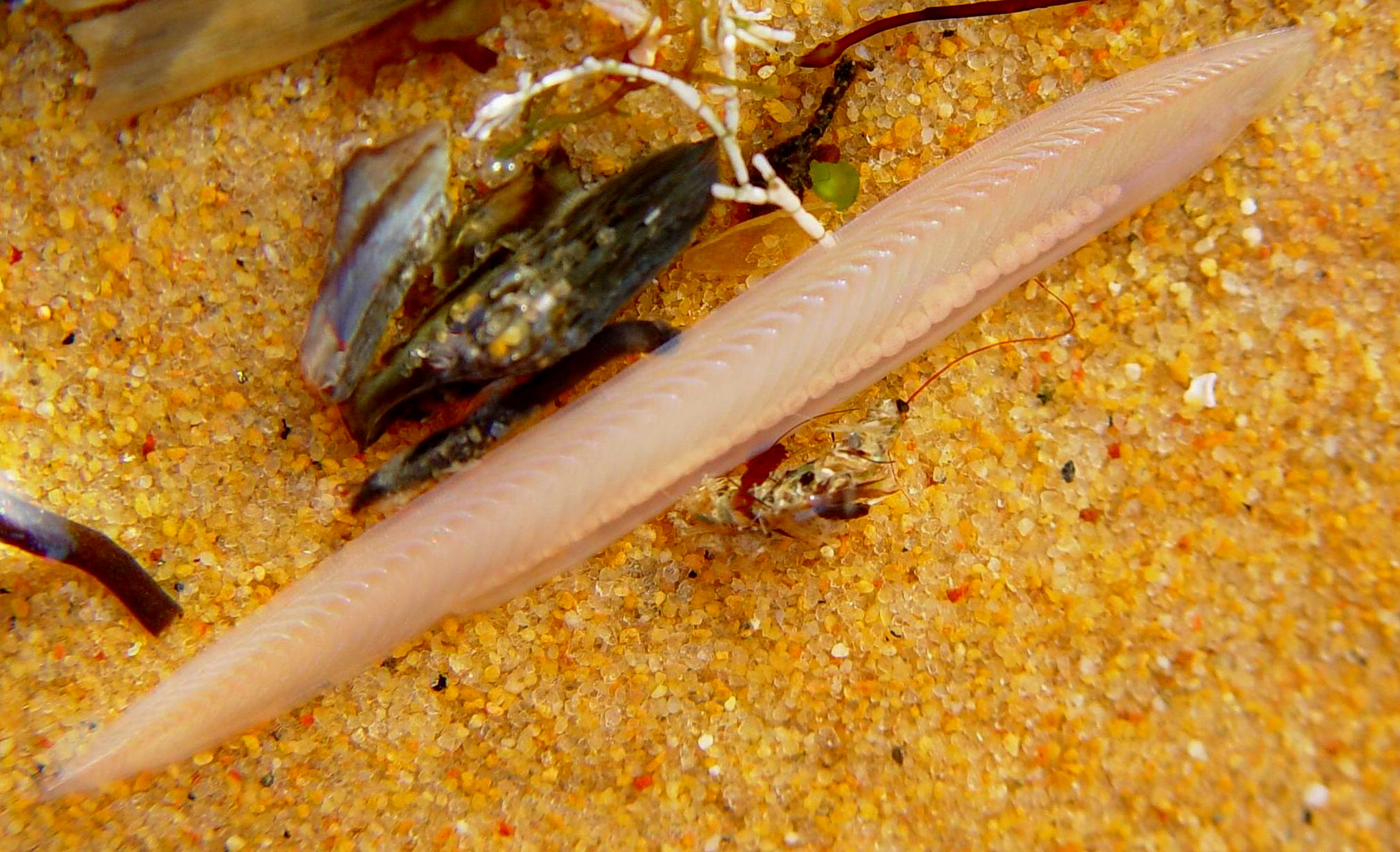  p>头索纲,是 a target="_blank" href="/item/头索动物亚门/6573337"