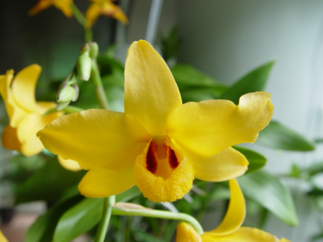  p>杓唇石斛(学名: i>dendrobium moschatum /i>  (buch.-ham.) sw.