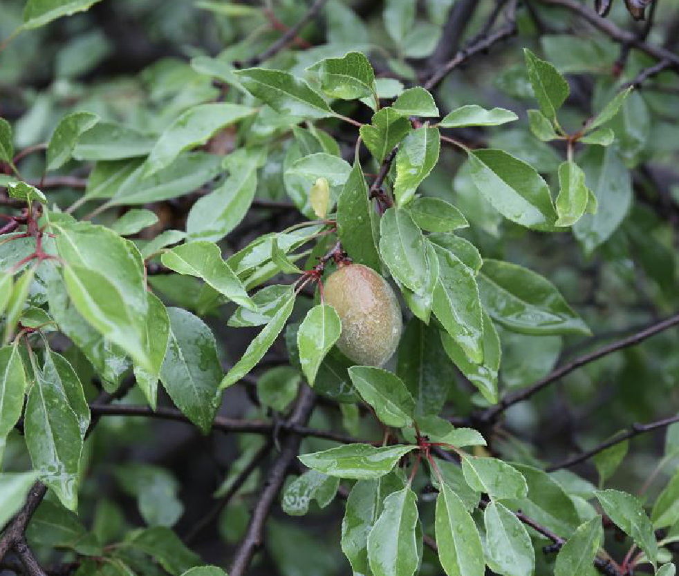  p>长梗扁桃(学名: i>amygdalus pedunculata  /i>pall.