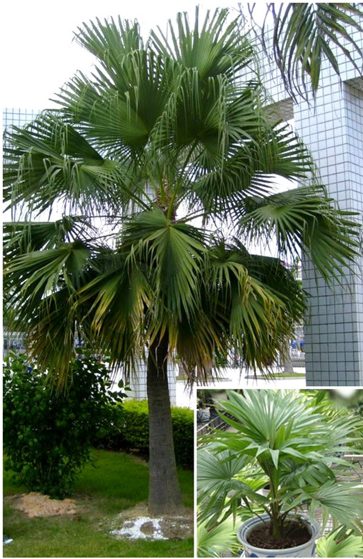  p>山棕榈,拉丁学名:trachycarpus martianus (wall.) h.