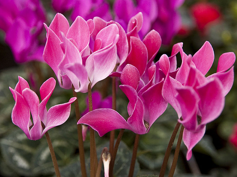  p>国花(英文名:the national flower,floral emblem):是代表国家 a