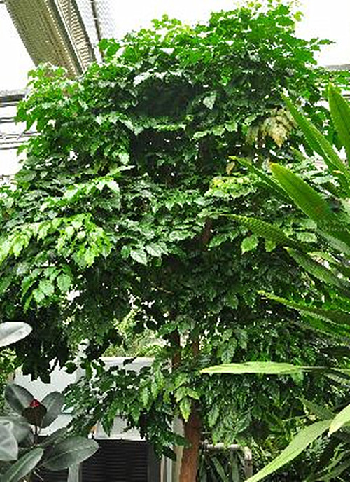  p>海南菜豆树(学名: i>radermachera hainanensis /i> merr.