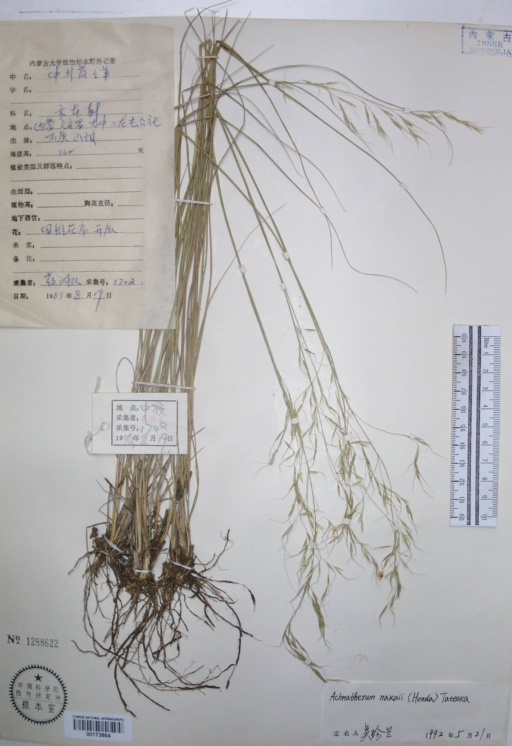achnatherum nakaii (honda) tatcoka
