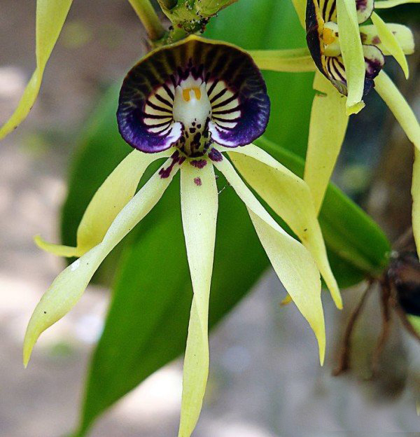  p>午夜兰花(the black orchid):该物种也称"黑兰花".