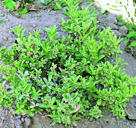 是藜科,滨藜属半 a target="_blank" href="/item/灌木/1520017"