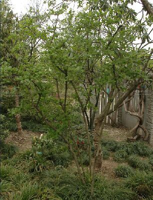 小乔木,高10米左右, a target="_blank" href="/item/树冠/794632"