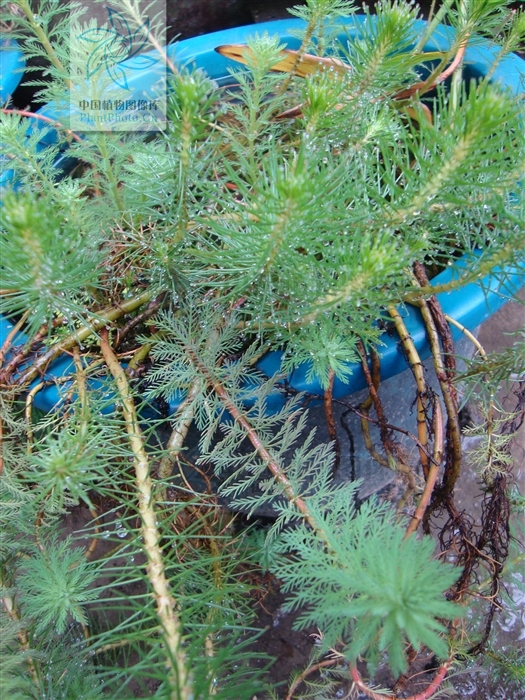 myriophyllum tetrandrum roxb.