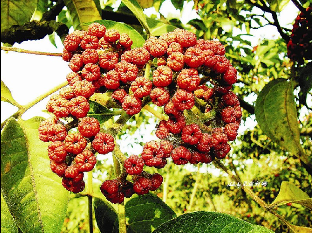  p>山茱萸(学名: i>cornus officinalis  /i>sieb. et zucc.