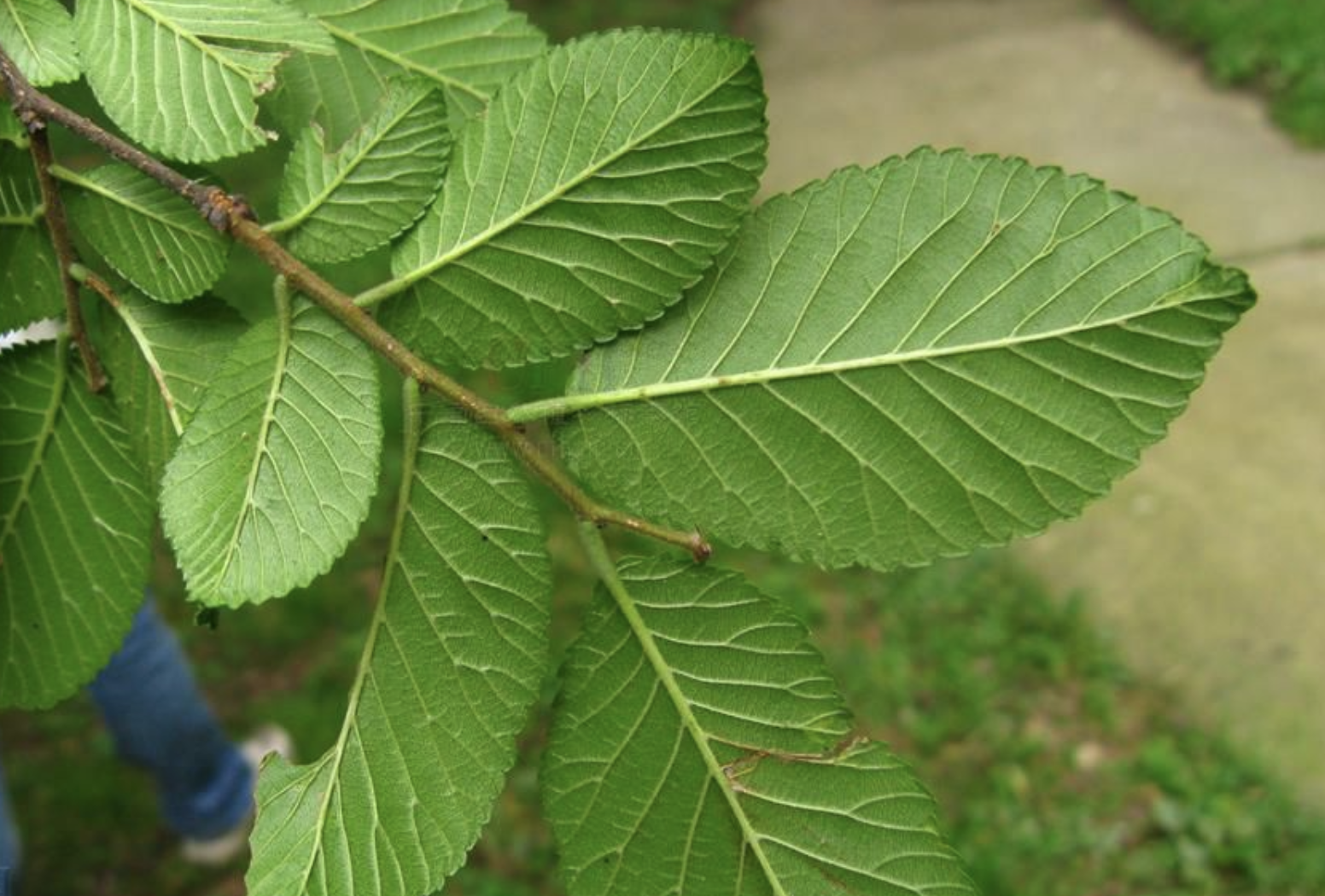 ulmus gaussenii cheng