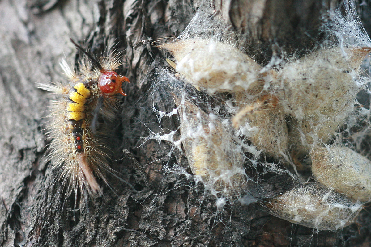 ">鳞翅目 /a>, a target="_blank" href="/item/毒蛾科/6243720" data