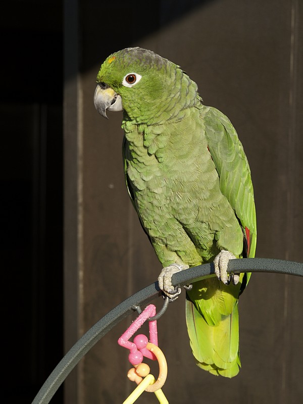  p> a target="_blank" href="/item/斑点亚马逊鹦鹉/2343158" data