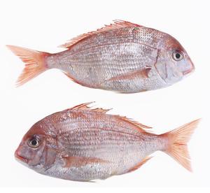 红衫鱼/9895815" data-lemmaid="9895815">红衫鱼 /a>,红哥鲤,吊三鱼