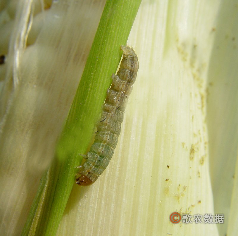  p>甜菜夜蛾(beet armyworm)学名 i> /i> i>spodoptera exigua /i>