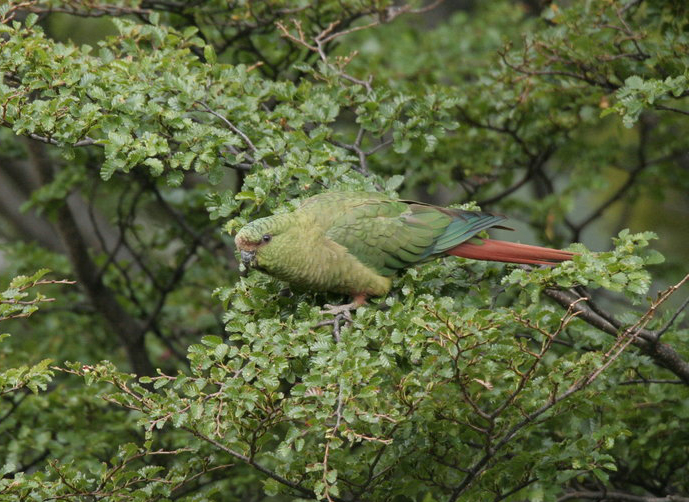 p>南方锥尾鹦鹉(学名: i>enicognathus ferrugineus /i>):是鸟纲