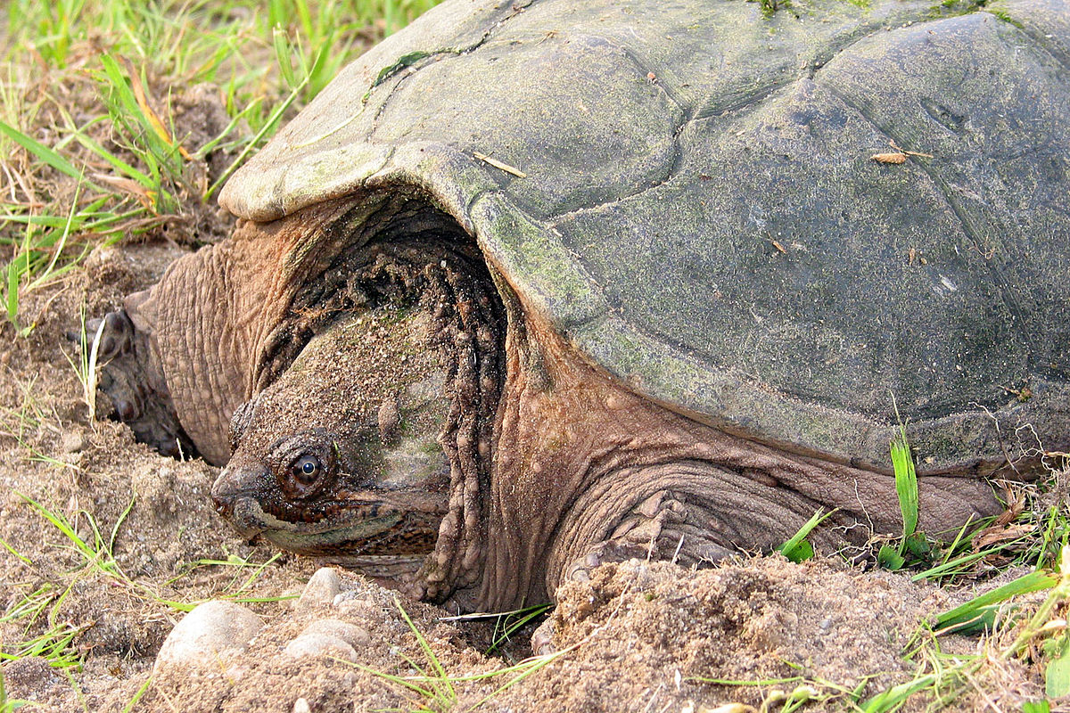 common snapping turtle