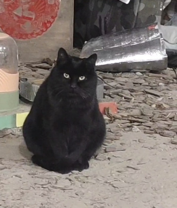 玄猫_百度百科