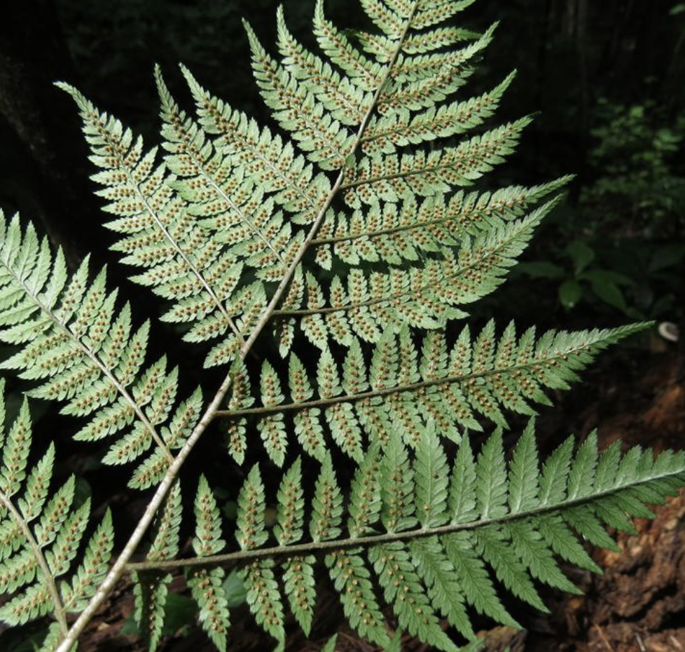  p>华北鳞毛蕨(学名: i>dryopteris goeringiana  /i>(kunze) koidz.