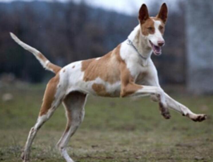 伊比赞<a target="