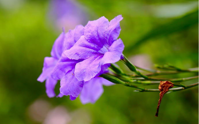 蓝花草 愿与君 日日常见 百科ta说
