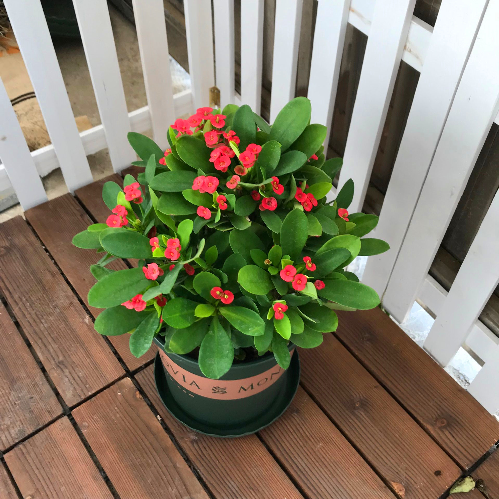 为大戟科大戟属蔓生灌木植物;茎多分枝,具纵棱,呈旋转状;叶互生,通常