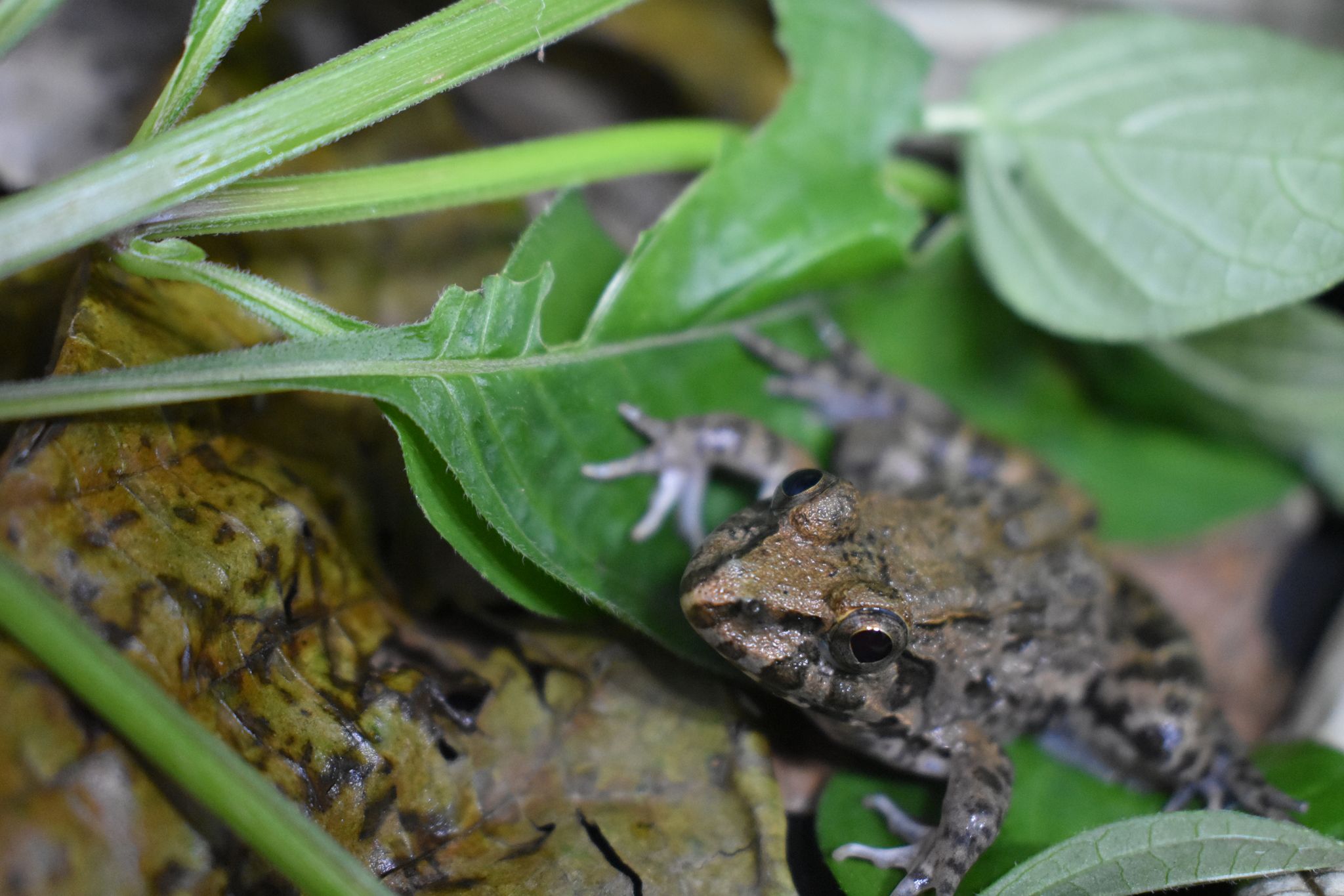 海陆蛙(学名:fejervarya cancrivora)是叉舌蛙科,陆蛙属的<