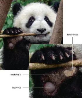 大熊猫抓握和咀嚼竹子。（Sharon Fisher摄，王晓鸣