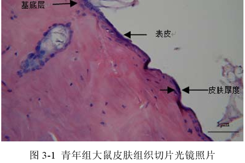  p data-id="gnwg8oobuj">用镀银法染色的豚鼠脊神经节光镜切片: a