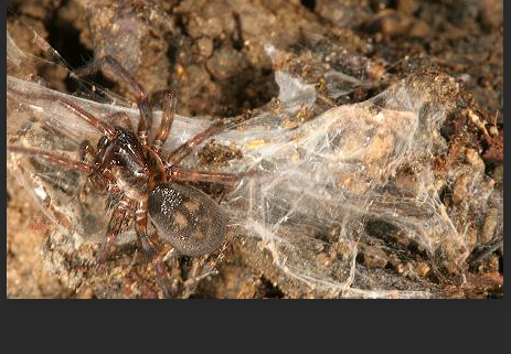  p>阴暗类隙蛛是一种 a target="_blank" href="/item/暗蛛科