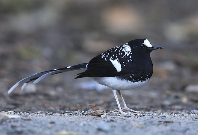  p>斑背燕尾(学名: i>enicurus maculatus /i>)是鹟科,燕尾属中型鸟类