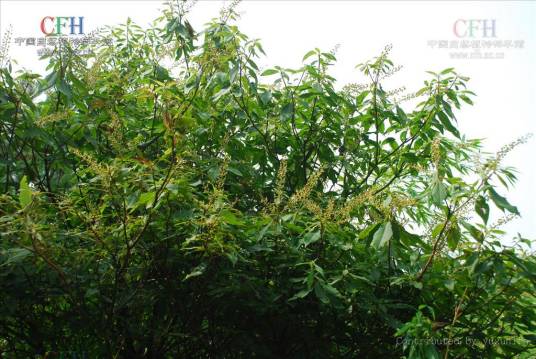 湖南桤叶树_百度百科