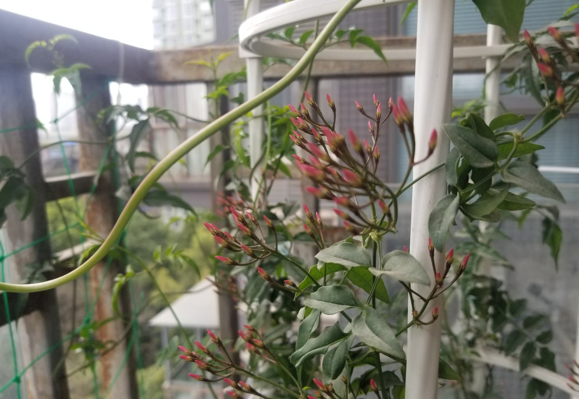 院子里种棵素馨花 扔下几粒种 很快爬成大花墙 百科ta说